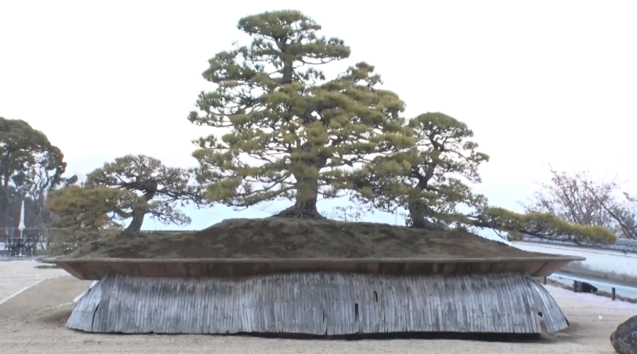 静岡県熱海市にあるアカオハーブ&ローズガーデンの世界最大の盆栽「鳳凰の松」